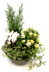 Miniature du produit « Fleurs deuil
Coupe de Plantes Blanc Jaune »