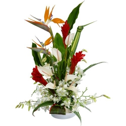 Livraison fleurs de « Composition Aloha »