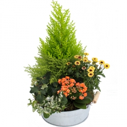 Miniature du produit « Coupe de plantes Jaune Orangée »