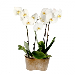 Image du produit Orchidée blanche