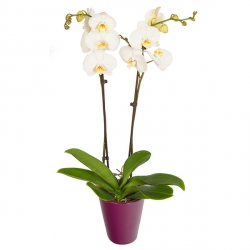 Livraison fleurs de « Orchidée blanche »