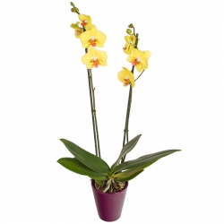 Livraison fleurs de « Orchidée jaune »