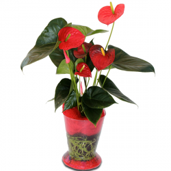 Livraison fleurs de « Anthurium »