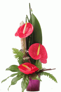 bouquets de saint valentin: composition d'anthuriums rouges