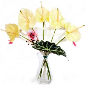 livraison fleurs de noël : bouquet d'anthuriums vert pâle
