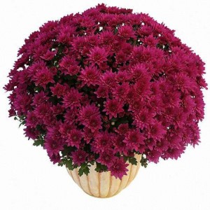 chysanthèmes de Toussaint: chrysanthème à petites fleurs prune