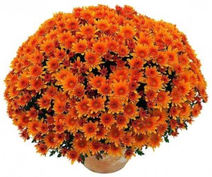 chrysanthème orangé