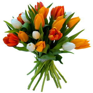 fleurs de printemps: bouquet de tulipes