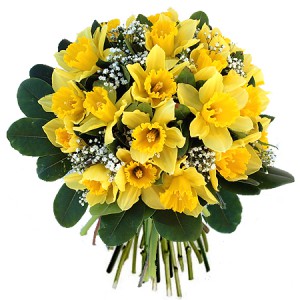 fleurs de printemps: bouquet de narcisses
