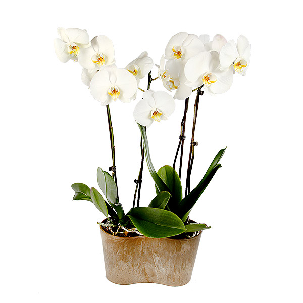 orchidée phalaenopsis blanche