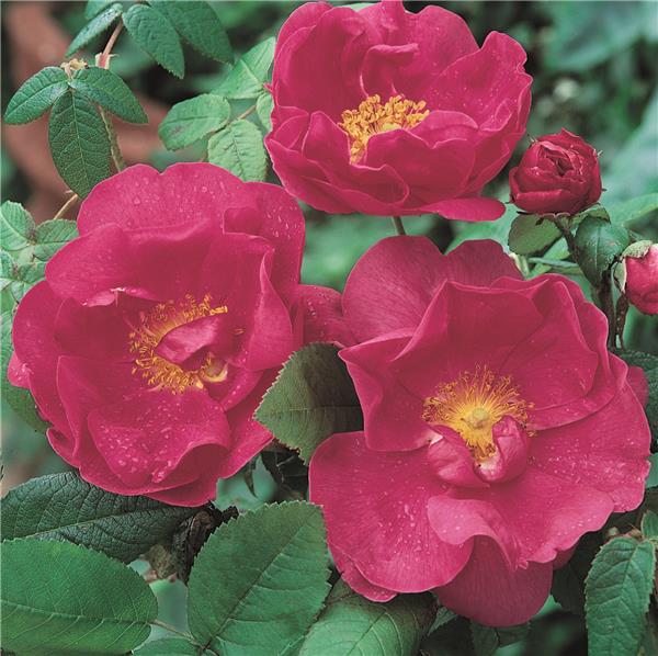fleurs saint valentin: la rose de Provins