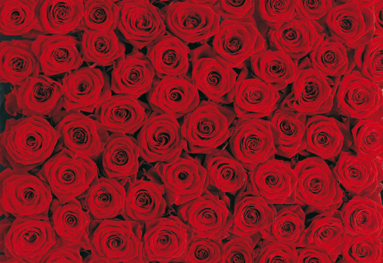 fleurs saint valentin: les roses rouges du fleuriste