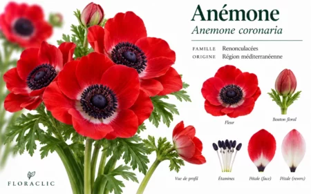 Planche botanique de l’anémone rouge Anemone coronaria avec fleur, bouton, étamines et détails des pétales