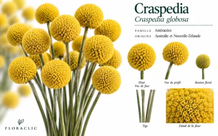 Planche botanique du craspedia Craspedia globosa avec capitules jaunes, bouton floral, tiges et détails botaniques