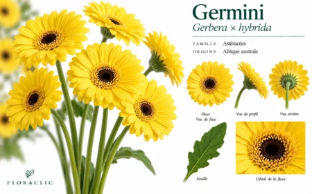Planche botanique du germini jaune Gerbera × hybrida avec fleur de face, profil, revers, feuille et détail du capitule