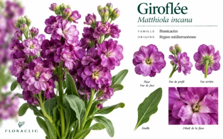Planche botanique de la giroflée mauve Matthiola incana avec fleurs, boutons, feuille et détails botaniques