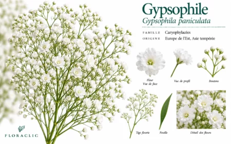 Planche botanique du gypsophile blanc Gypsophila paniculata avec fleurs, boutons, tige fleurie, feuille et détails botaniques