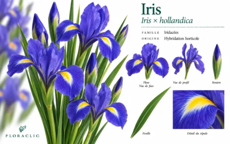 Planche botanique de l’iris bleu Iris × hollandica avec fleur, bouton, feuille et détail des tépales