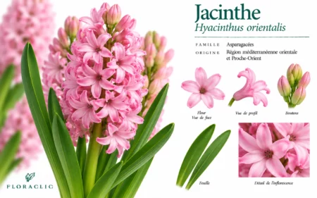 Planche botanique de la jacinthe rose Hyacinthus orientalis avec inflorescence, fleurs, boutons, feuilles et détails botaniques