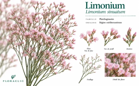 Planche botanique du limonium rose Limonium sinuatum avec tiges ramifiées, petites fleurs, boutons, feuillage et détails botaniques
