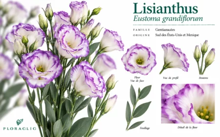 Planche botanique du lisianthus bicolore Eustoma grandiflorum blanc à liseré violet avec fleurs, boutons, feuillage et détails botaniques