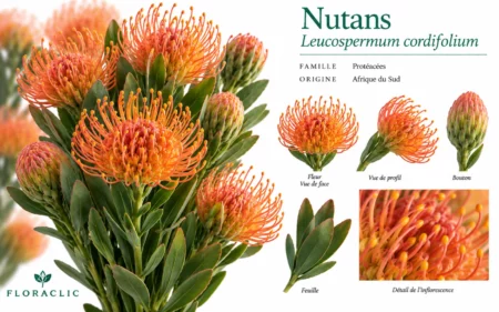 Planche botanique du Nutans Leucospermum cordifolium avec inflorescences orange corail, bouton, feuille et détails botaniques