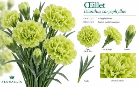 Planche botanique de l’œillet vert pomme Dianthus caryophyllus avec fleurs doubles, boutons, feuille et détail des pétales frangés