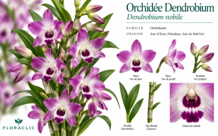 Planche botanique de l’orchidée Dendrobium nobile violette avec fleurs, boutons, feuilles lancéolées, cannes florales et détail du labelle