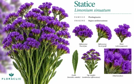 Planche botanique du statice violet Limonium sinuatum avec inflorescences denses, calices papyracés, feuille lancéolée, tige ramifiée et détails floraux