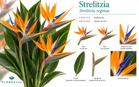 Planche botanique du Strelitzia reginae avec fleurs orange et bleu-violet, spathe en forme de bec, feuille lancéolée et détails floraux