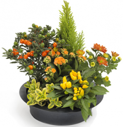Fleurs deuil « Coupe de plantes orangée »