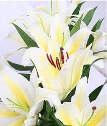 Image du produit Bouquet de grands lys blancs