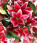 Image du produit Bouquet de lys roses