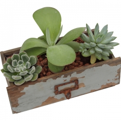 Miniature du produit « Jardin de Succulentes »
