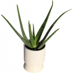 Plantes vertes « Aloe Vera »