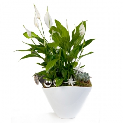 Plantes fleuries « Spathiphyllum de Noël »
