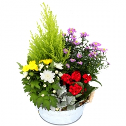 Livraison fleurs de « Fleurs Deuil:
Coupe de Plantes Multicolore »