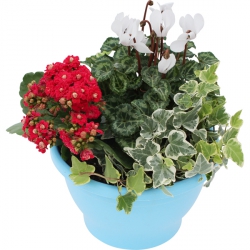 Miniature du produit « Coupe de plantes Rouge Blanc »