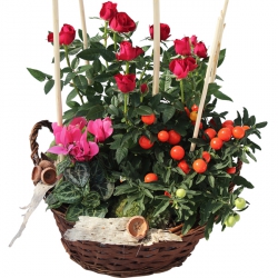 Livraison fleurs de « Panière de plantes Rouge Rose »