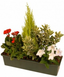 Miniature du produit « Fleurs enterrement
Jardinière de Plantes »