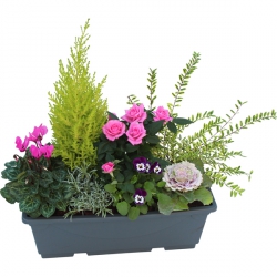 Miniature du produit « Jardinière de Plantes Rose »