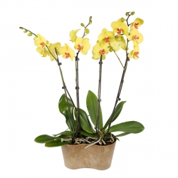 Image du produit Orchidée jaune