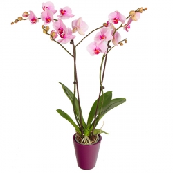 Miniature du produit « Orchidée Rose »