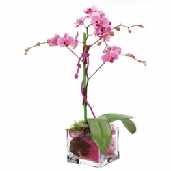 Miniature du produit « Orchidée Rose en Cube »