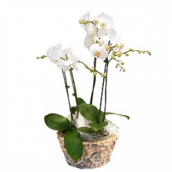 Miniature du produit « Romance d'Orchidées »