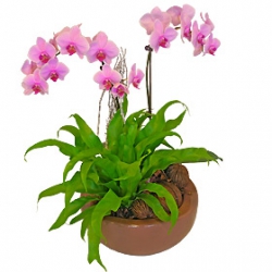 Les Orchidées « Féériques Orchidées »