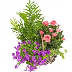 Plantes fleuries « Panière Douceur »
