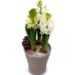 Plantes fleuries « Jacinthes d'hiver »